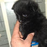 Cuccioli di Pomerania mini Toy da borsetta