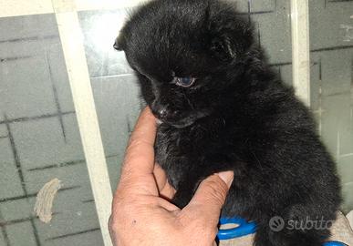 Cuccioli di Pomerania mini Toy da borsetta