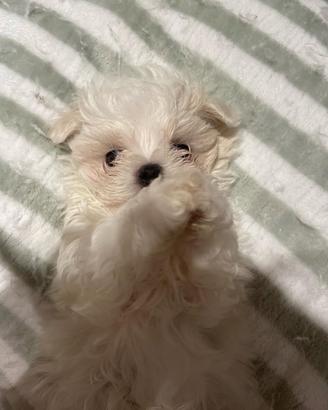 Cucciolo di maltese
