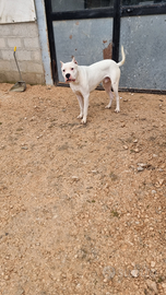 Dogo Argentino