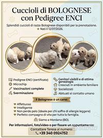 Cuccioli di Bolognese con pedigree ENCI