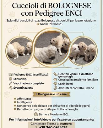 Cuccioli di Bolognese con pedigree ENCI