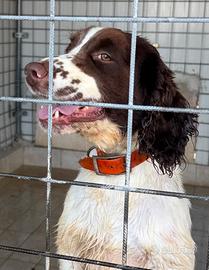Springer Spaniel per monte con Pedigree