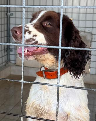 Springer Spaniel per monte con Pedigree