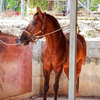 Stallone quarther horse