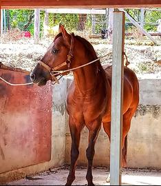 Stallone quarther horse