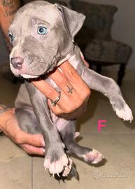 Cucciole di american pitbull terrier