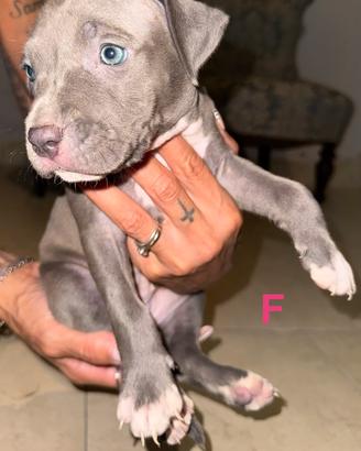 Cucciole di american pitbull terrier