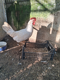 4 galline livornesi e un pulcino/gallo