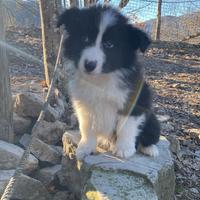 Border collie cuccioli pedigree boys and girls Top