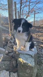 Border collie cuccioli pedigree boys and girls Top