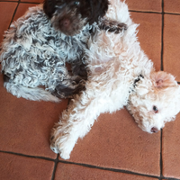 Cuccioli Lagotto romagnolo