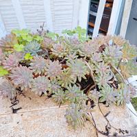 sedum rubrotinctum
