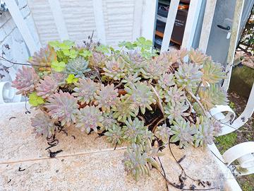 sedum rubrotinctum