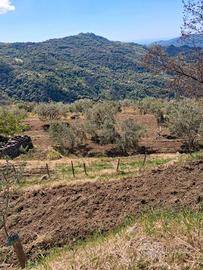 Terreno agricolo