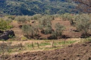 Terreno agricolo
