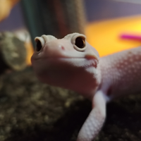 Geco leopardino per geco ciliatus (sc4mbio)