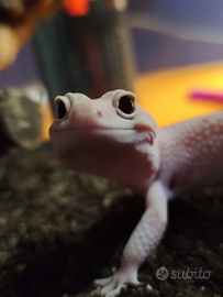 Geco leopardino per geco ciliatus (sc4mbio)