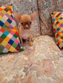 cane chihuahua 