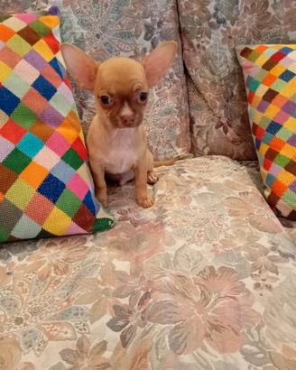 cane chihuahua 