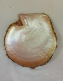 conchiglia pinctada margaritifera 