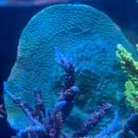 Coralli acquario - corallo sps verde