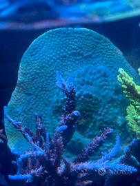Coralli acquario - corallo sps verde