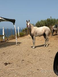 Cavalla araba