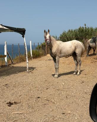Cavalla araba