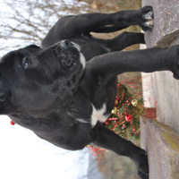 Cane Corso Cuccioli