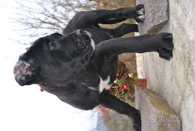 Cane Corso Cuccioli