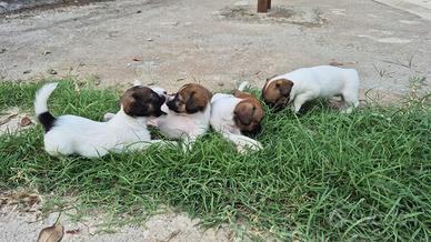 Jack russell