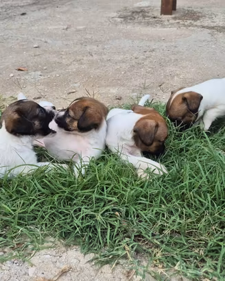 Jack russell