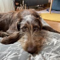 Cane incrocio femmina