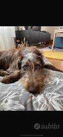 Cane incrocio femmina