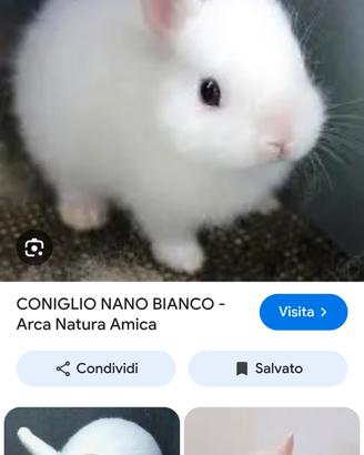 coniglio