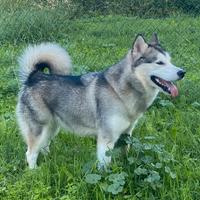 Cucciola di Alaskan Malamute