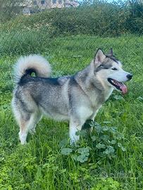 Cucciola di Alaskan Malamute