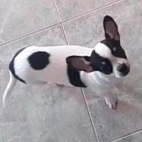 Chihuahua recupero spese prezzo modico