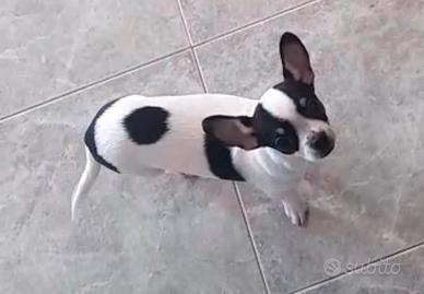 Chihuahua recupero spese prezzo modico