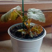 begonia da fiore arancione 