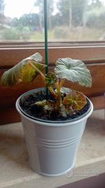 begonia da fiore arancione 
