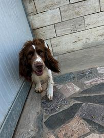 Springer spaniel maschio