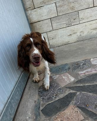 Springer spaniel maschio