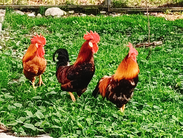 Galli Nostrani ruspanti