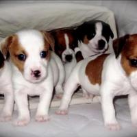 Jeck russell tricolore zampa corta