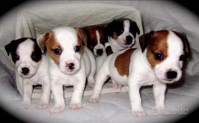 Jeck russell tricolore zampa corta