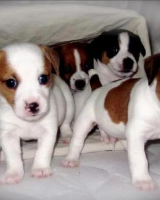 Jeck russell tricolore zampa corta