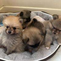 Cuccioli di Pomerania nati in famiglia
