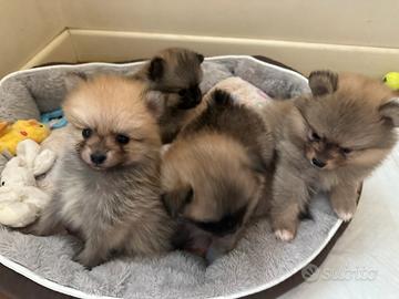 Cuccioli di Pomerania nati in famiglia